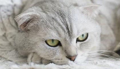 飞人乔丹鞋：不仅是篮球鞋，更是潮流传奇