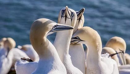 蕾丝视频APP2021最新版下载指南