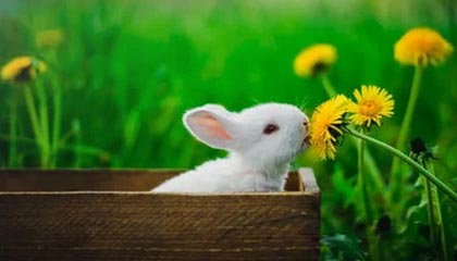 蕾丝视频APP2021最新版下载指南